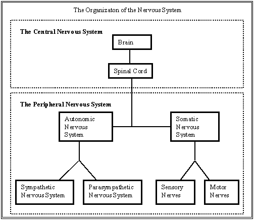 Organization of the Nervous System(s)